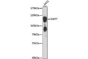 Western blot analysis of extracts of A-431 cells, using MAP7 antibody (ABIN6292187) at 1:3000 dilution.