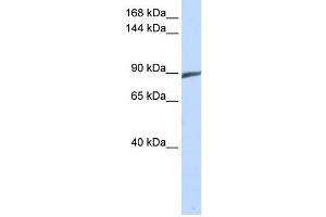 Western Blotting (WB) image for anti-Spermatogenesis Associated 5 (SPATA5) antibody (ABIN2459585) (SPATA5 anticorps)