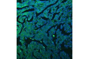 IF analysis of SFXN3 using anti-SFXN3 antibody (ABIN7601302). (SFXN3 anticorps  (AA 32-321))