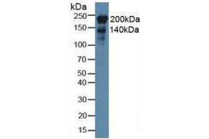 Mouse Detection antibody from the kit in WB with Positive Control: Rat stomach lysate. (Nestin Kit ELISA)