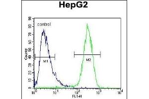 HEXA Antibody (N-term) (ABIN390929 and ABIN2841132) flow cytometric analysis of HepG2 cells (right histogram) compared to a negative control cell (left histogram). (Hexosaminidase A anticorps  (N-Term))