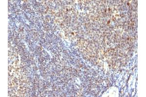 Formalin-fixed, paraffin-embedded human Tonsil stained with IPO38 Monoclonal Antibody (SPM260). (Nuclear Antigen anticorps)