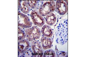 ENOA Antibody (C-term) (ABIN1882077 and ABIN2839495) immunohistochemistry analysis in formalin fixed and paraffin embedded human kidney tissue followed by peroxidase conjugation of the secondary antibody and DAB staining. (ENO1 anticorps  (C-Term))