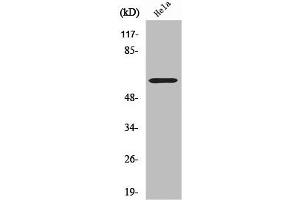 Western Blot analysis of LOVO cells using CYP2U1 Polyclonal Antibody (CYP2U1 anticorps  (Internal Region))