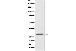 Western blot analysis of CD99 expression in HUVEC cell lysate. (Recombinant CD99 anticorps)