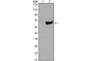Western blot analysis using SOX2 mAb against HEK293 (1) and SOX2(AA: 2-317)-hIgGFc transfected HEK293 (2) cell lysate.