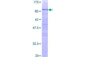 Image no. 1 for Nucleosome Assembly Protein 1-Like 2 (NAP1L2) (AA 1-460) protein (GST tag) (ABIN1311965)