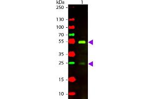 Western Blot of Rabbit anti-Dog IgG Texas Red Conjugated Antibody. (Lapin anti-Chien IgG (Heavy & Light Chain) Anticorps (Texas Red (TR)) - Preadsorbed)