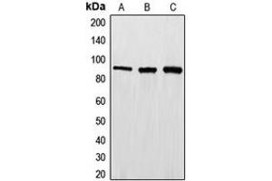 Western blot analysis of EWS expression in HepG2 (A), Jurkat (B), HeLa (C) whole cell lysates.