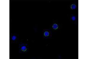 Immunofluorescence (IF) image for anti-Interleukin 6 (IL6) antibody (Biotin) (ABIN2661240) (IL-6 anticorps  (Biotin))