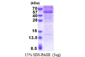 SDS-PAGE (SDS) image for Receptor-Associated Protein of The Synapse (RAPSN) (AA 1-412) protein (His tag) (ABIN5853342)