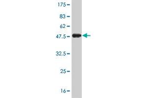 Western Blot detection against Immunogen (41. (KAP1 anticorps  (AA 379-524))