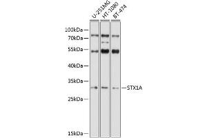 Western blot analysis of extracts of various cell lines, using STX1A antibody (ABIN6132695, ABIN6148659, ABIN6148661 and ABIN6221218) at 1:1000 dilution. (STX1A anticorps  (AA 1-288))