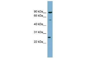 VAMP7 antibody used at 0. (VAMP7 anticorps  (N-Term))