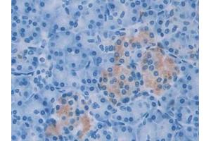 Detection of AGR2 in Human Pancreas Tissue using Monoclonal Antibody to Anterior Gradient 2 (AGR2) (AGR2 anticorps  (AA 21-175))