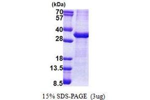 SDS-PAGE (SDS) image for ATPase, Na+/K+ Transporting, beta 1 Polypeptide (ATP1B1) (AA 63-303) protein (His tag) (ABIN5853178)