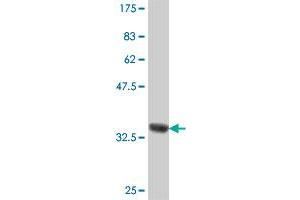 Western Blot detection against Immunogen (37 KDa) .