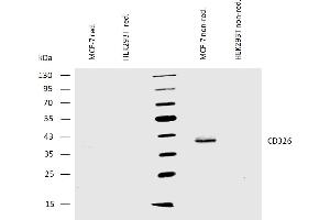 Western blotting analysis of human CD326 using mouse monoclonal antibody VU-1D9 on lysates of MCF-7 cells and HEK293T cells (negative control) under reducing and non-reducing conditions. (EpCAM anticorps)