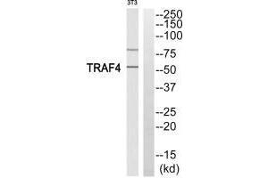 Western blot analysis of extracts from 3T3 cells, using TRAF4 antibody. (TRAF4 anticorps)