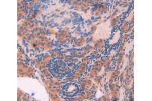 IHC-P analysis of Mouse Tissue, with DAB staining. (FBLN2 anticorps  (AA 896-1106))