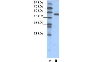 WB Suggested Anti-FOXC2 Antibody Titration: 1. (FOXC2 anticorps  (C-Term))