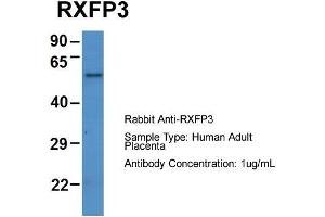 Host: Rabbit  Target Name: RXFP3  Sample Tissue: Human Adult Placenta  Antibody Dilution: 1. (Relaxin 3 Receptor 1 anticorps  (N-Term))