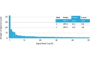 Analysis of Protein Array containing more than 19,000 full-length human proteins using Cytokeratin 15 Mouse Monoclonal Antibody (KRT15/2957).