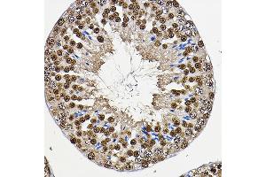 Immunohistochemistry of paraffin-embedded mouse testis using PER2 Rabbit pAb (ABIN6131889, ABIN6145450, ABIN6145452 and ABIN6217063) at dilution of 1:100 (40x lens).
