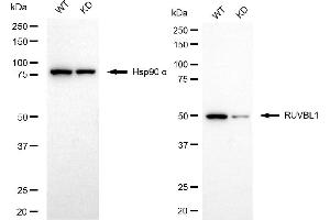 Western blotting analysis using RUVBL1 antibody (ABIN7800967).