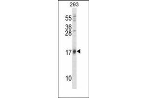 Image no. 4 for anti-ISG15 Ubiquitin-Like Modifier (ISG15) (AA 39-68), (N-Term) antibody (ABIN356679)