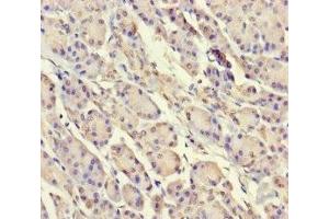 Immunohistochemistry of paraffin-embedded human pancreatic tissue using ABIN7169647 at dilution of 1:100 (SRP19 anticorps  (AA 2-144))