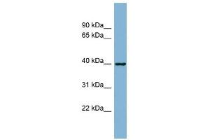 ELMOD2 antibody used at 1 ug/ml to detect target protein. (ELMOD2 anticorps  (N-Term))