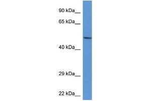 WB Suggested Anti-Acp2 Antibody   Titration: 1. (ACP2 anticorps  (Middle Region))