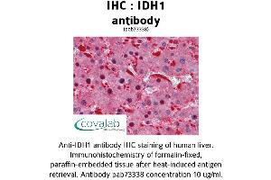 Image no. 1 for anti-Isocitrate Dehydrogenase 1 (NADP+), Soluble (IDH1) (AA 30-307) antibody (ABIN1735764)