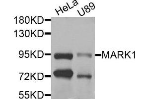 Western blot analysis of extracts of HeLa and U89 cells, using MARK1 antibody. (MARK1 anticorps)