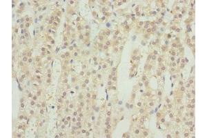 Immunohistochemistry of paraffin-embedded human adrenal gland tissue using ABIN7167209 at dilution of 1:100 (GTR2 anticorps  (AA 1-250))
