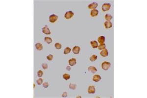 Image no. 2 for anti-Tumor Necrosis Factor Receptor Superfamily, Member 10d, Decoy with Truncated Death Domain (TNFRSF10D) (AA 249-263) antibody (ABIN201906)