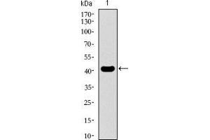 Western blot analysis using KLF1 mAb against human KLF1 recombinant protein. (KLF1 anticorps  (AA 208-362))