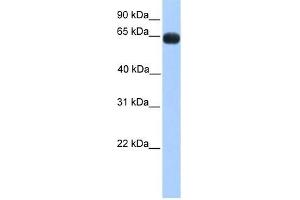 ZNF100 antibody used at 0. (ZNF100 anticorps  (N-Term))