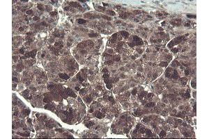 Image no. 11 for anti-TSC22 Domain Family, Member 1 (TSC22D1) antibody (ABIN1501540) (TSC22D1 anticorps)