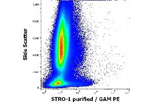 Flow cytometry surface staining pattern of human bone marrow cells stained using anti-human STRO-1 (STRO-1) purified antibody (concentration in sample 4 μg/mL, GAM PE). (STRO-1 anticorps)