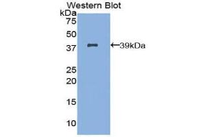 Western Blotting (WB) image for anti-Interferon Regulatory Factor 1 (IRF1) (AA 11-276) antibody (ABIN1859473)