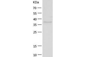 Western Blotting (WB) image for Endophilin-A3 (SH3GL3) (AA 1-347) protein (His-IF2DI Tag) (ABIN7122775)