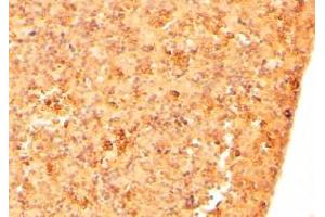 Immunohistochemistry (2μg/ml) staining of paraffin embedded Mouse Embryo Liver. (Cripto-1 anticorps  (Internal Region))