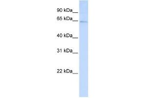 WB Suggested Anti-LRFN3 Antibody Titration:  0. (LRFN3 anticorps  (C-Term))