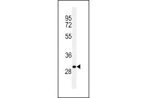 Western blot analysis of C19orf18 Antibody (Center) (ABIN653783 and ABIN2843070) in Ramos cell line lysates (35 μg/lane). (C19orf18 anticorps  (AA 140-168))