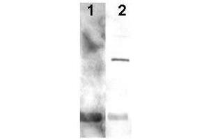 Western blot using  Affinity Purified anti-Alga PCNA antibody shows detection of a predominant band at ~29 kDa corresponding to PCNA (arrowhead lane 2). (PCNA anticorps  (AA 55-71))