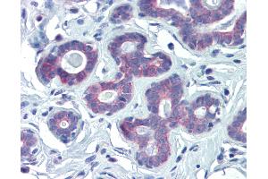 Anti-NRF1 antibody IHC of human breast. (NRF1 anticorps  (AA 360-409))