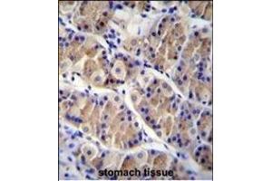LRRC38 Antibody (C-term) (ABIN655842 and ABIN2845255) immunohistochemistry analysis in formalin fixed and paraffin embedded human stomach tissue followed by peroxidase conjugation of the secondary antibody and DAB staining. (LRRC38 anticorps  (C-Term))