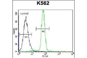 CLIP3 Antibody (C-term) (ABIN655036 and ABIN2844668) flow cytometric analysis of K562 cells (right histogram) compared to a negative control cell (left histogram). (CLIP3 anticorps  (C-Term))